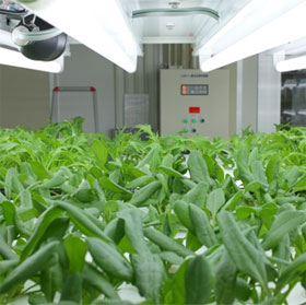 Toshiba tested fresh vegetables without washing them before eating