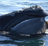 Total whale 'population inventory'