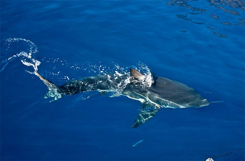 Touch the ocean killer