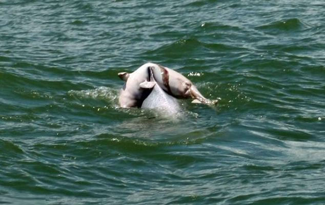 Touched by the mother dolphin giving her body