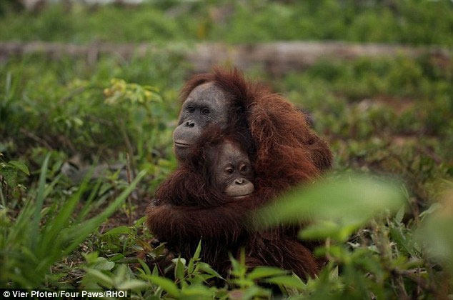 Touched the pregnant orangutan mother hugged her baby from being killed