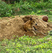 Touched with the fasted dog on the grave