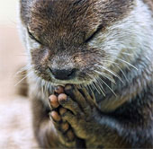 Touching image: The otter hands together to pray