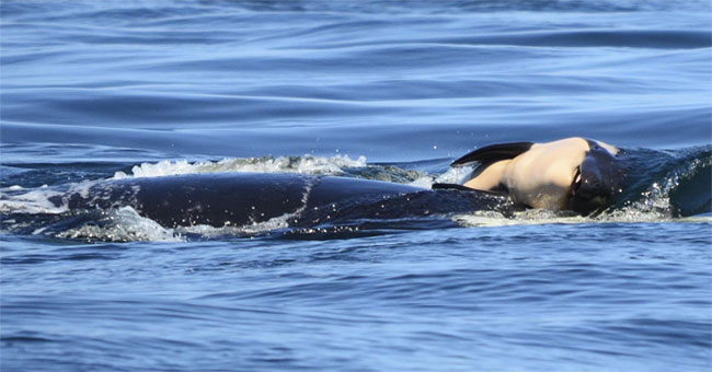 Touching killer whales grieving because of death