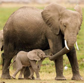 Touching photos of maternal love of animals
