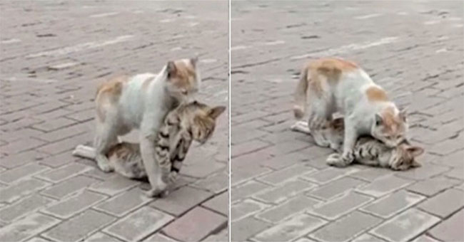 Touching the moment the cat is determined to pull your body to safety