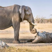 Touching the scene of the farewell elephant