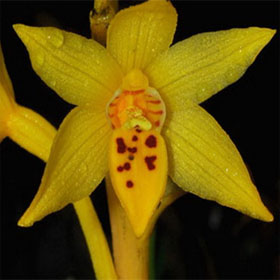Tourists discovered new orchids