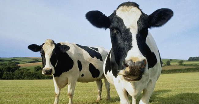 Toyota built a factory that turned cow dung into electricity