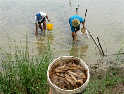 Tra Vinh: Shrimp die massively due to necrotic syndrome