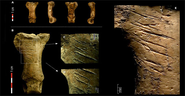 Trace necklace with eagle claw 40,000 years old