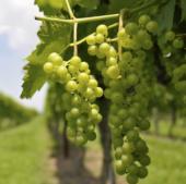Traces 1,000-year-old vineyards in Spain
