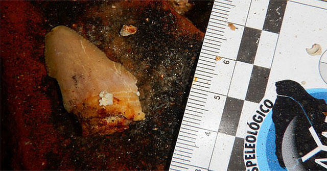 Traces of 2.5 million-year-old 'beast' sharks appear ... in the middle of the city