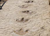 Traces of dinosaurs are rare in the Arabian Peninsula