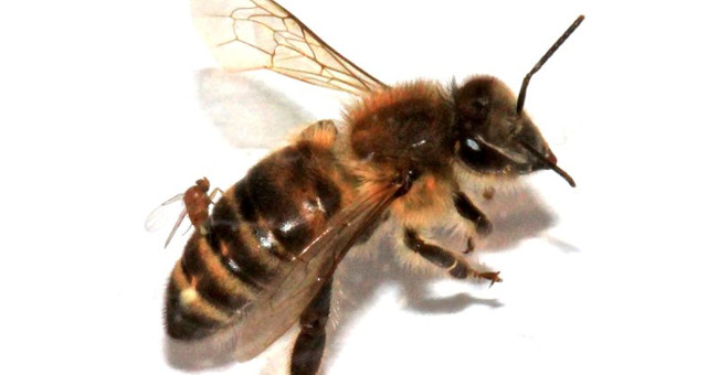 Traces the parasite to turn bees into living corpses