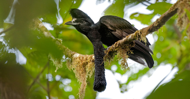 Tracing the bird with the strange 'medium-sized object', both long and big, arbitrarily spread
