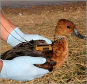 Tracing the H5N1 virus by tracking birds through satellites