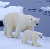 Track polar bears from space