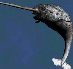 Track the narwhal in the Arctic