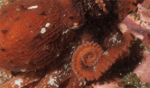 Track the world's largest octopus
