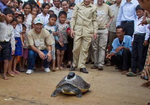 Track turtles using a positioning device