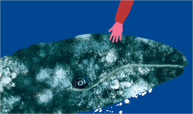 Tracking whales - Court rulings and unknown things about whales (Part 2)