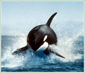 Tracking whales - Mysterious whale whale cropping event (Part I)