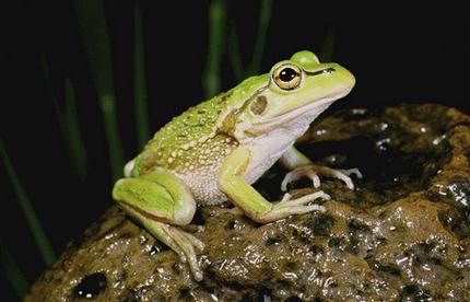 Traffic noise ruins the reproductive life of frogs