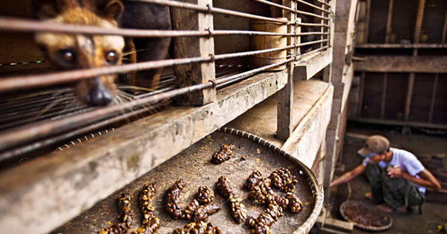 Tragedy behind the most expensive coffee on the planet