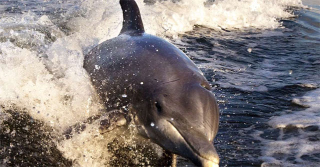 Tragedy of European dolphins: Polluted living environment, record mercury concentration