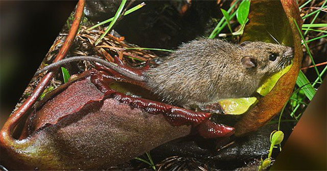 'Tragedy' the world's largest carnivorous life: Death becomes ... public toilet