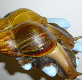 Train dogs to kill invasive snails