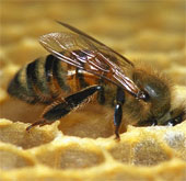 Training bees to detect cancer