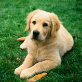 Training of examination dogs