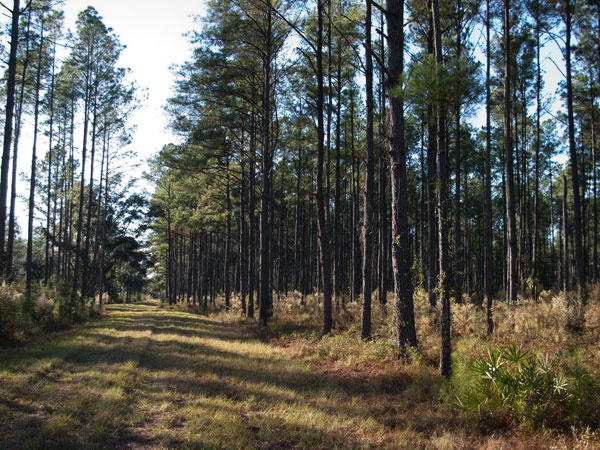 Transform pine trees to increase carbon absorption