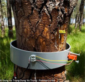 Transforming plant genes to produce cheap paper and fuel