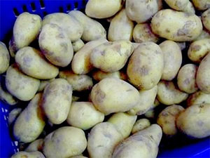 Transgenic potatoes are used as paper