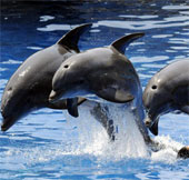 Translated dolphin language