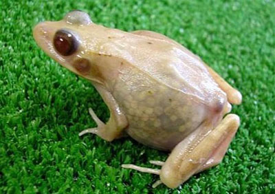 Transparent frogs in Hiroshima