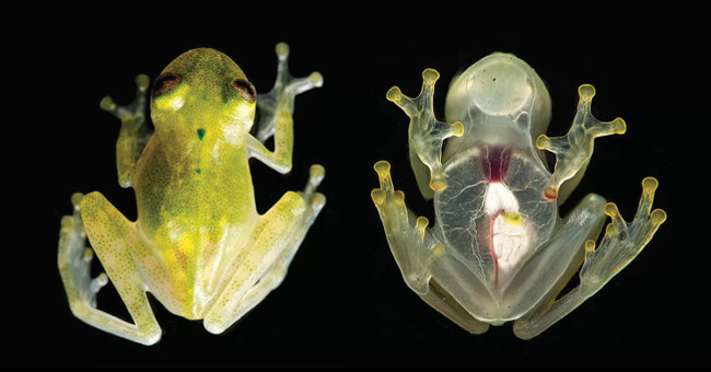 Transparent glass frogs clearly see the beating heart