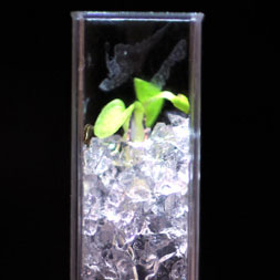Transparent soil like glass
