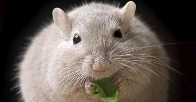 Transplant human beta cells into mice, cure diabetes