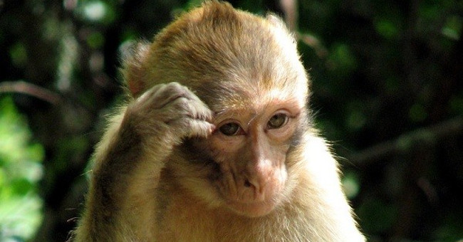 Transplanting monkey stem cells successfully cured heart disease