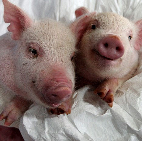 Transplanting pig heart for monkey