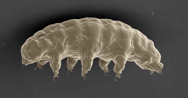 Transplanting proteins from the 'longevity' creature into human cells, surprised by the results