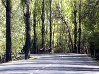 Transsexuals for poplar trees