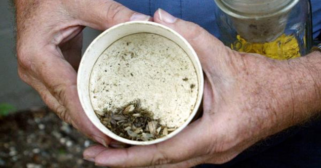 Traps catch mosquitoes that transmit Zika virus