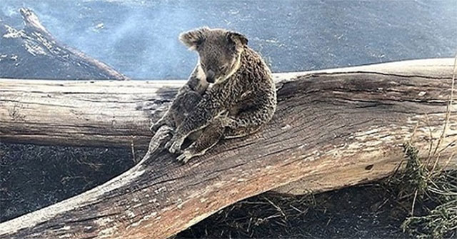 Traumatic image: Koala Bear mother protects me from forest fires