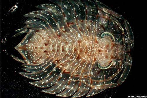 'Treasure of the creature' under the Antarctic sea