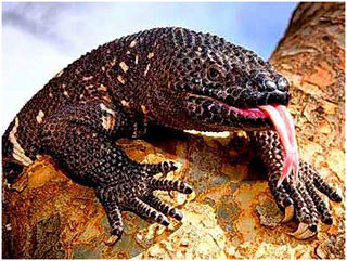 Treat diabetes with ... lizard saliva